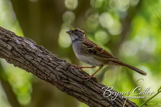 White-throated Sparrow