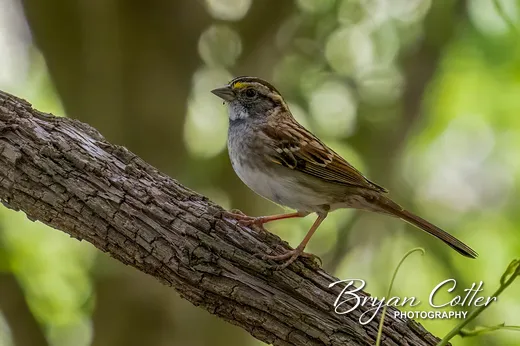 White-throated Sparrow