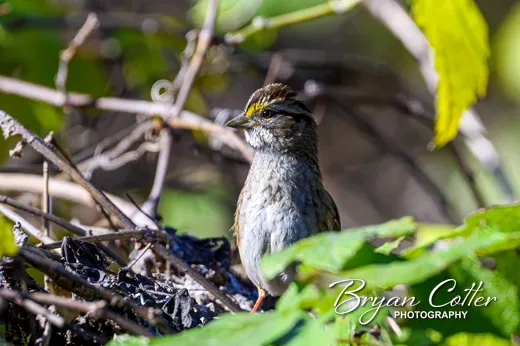 White-throated Sparrow