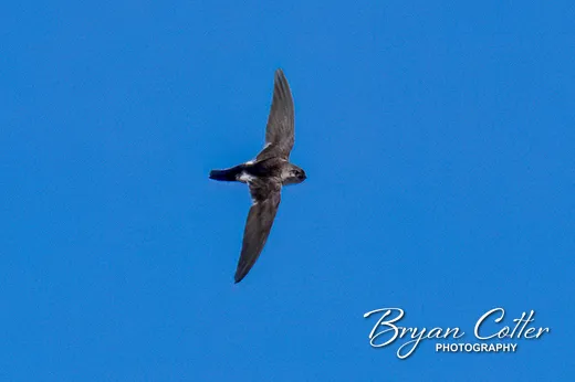 White-throated Swift