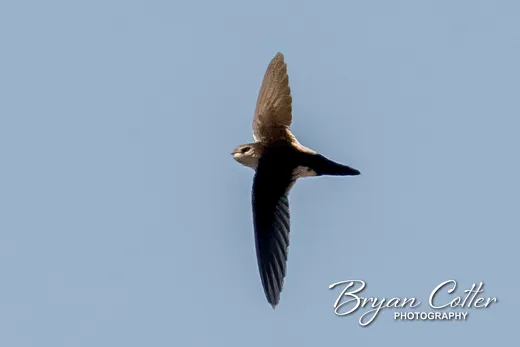 White-throated Swift