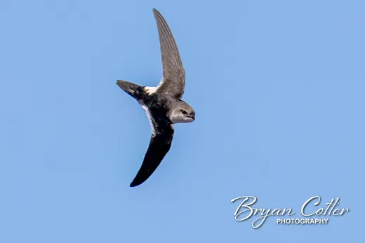 White-throated Swift
