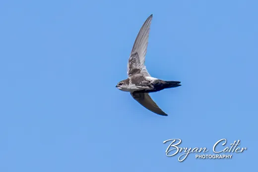 White-throated Swift