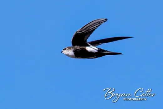 White-throated Swift