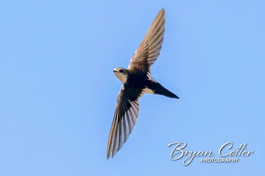 White-throated Swift