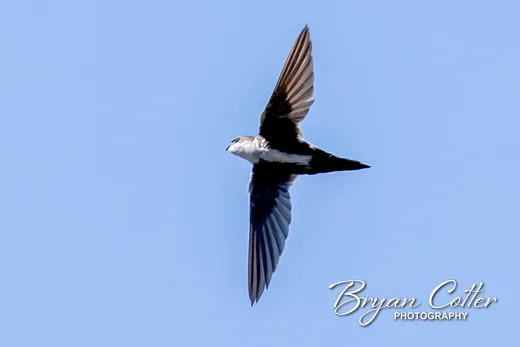 White-throated Swift
