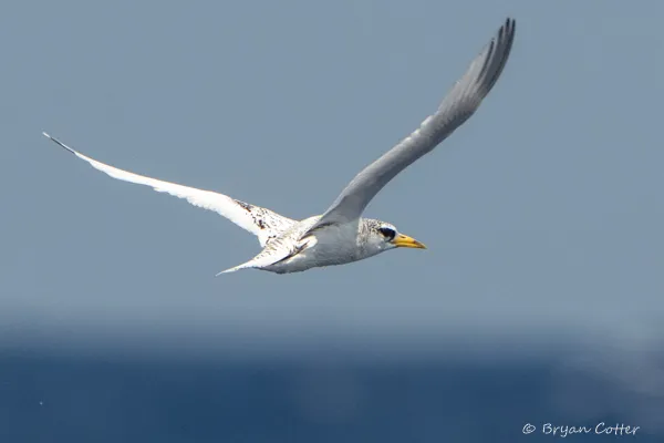 White-tailed Tropicbird