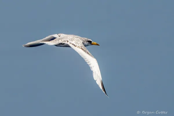 White-tailed Tropicbird