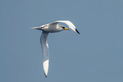 White-tailed Tropicbird