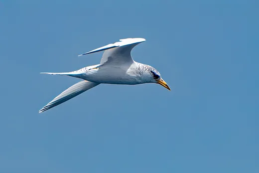 White-tailed Tropicbird