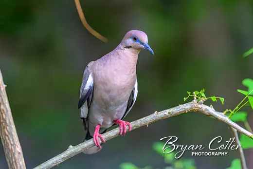 White-winged Dove