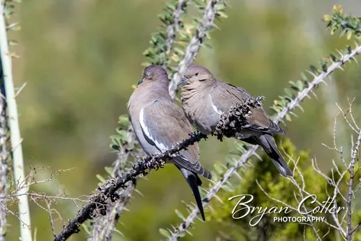White-winged Dove