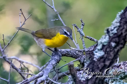 Yellow-breasted Chat