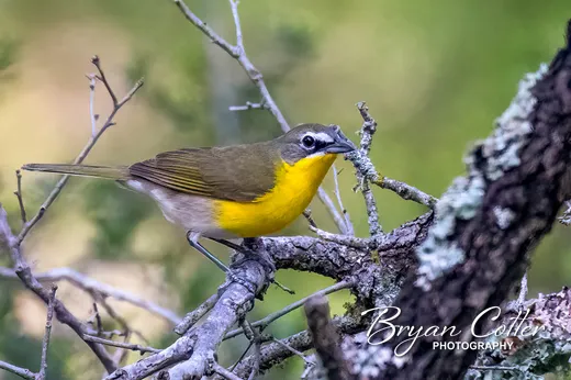 Yellow-breasted Chat