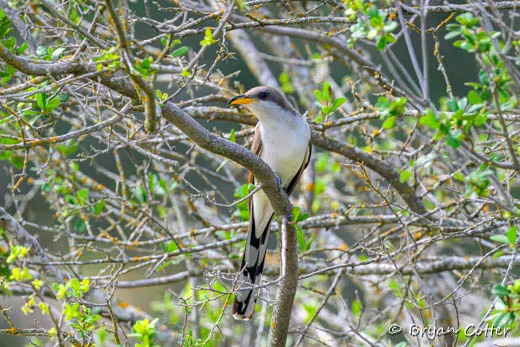 Yellow-billed Cuckoo