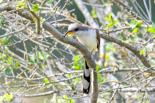 Yellow-billed Cuckoo