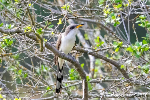 Yellow-billed Cuckoo