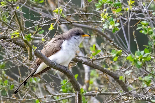 Yellow-billed Cuckoo
