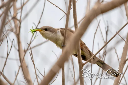 Yellow-billed Cuckoo