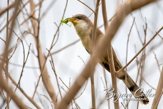 Yellow-billed Cuckoo