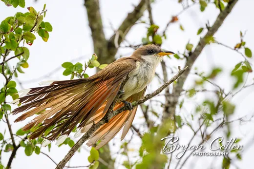 Yellow-billed Cuckoo