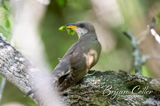 Yellow-billed Cuckoo