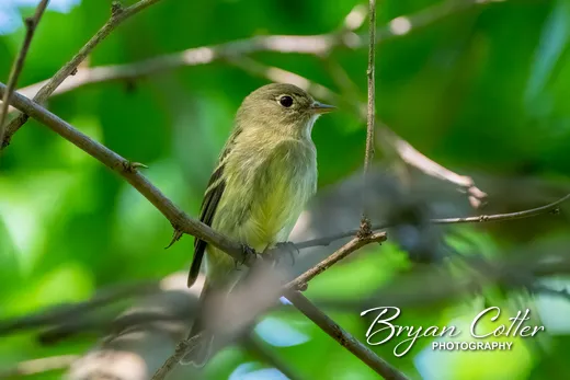 Yellow-bellied Flycatcher photographed in Texas by Bryan Cotter