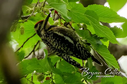 Yellow-bellied Sapsucker