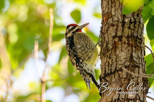 Yellow-bellied Sapsucker photographed in Texas by Bryan Cotter