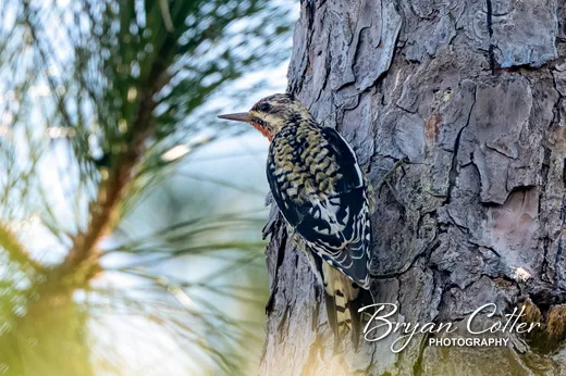 Yellow-bellied Sapsucker