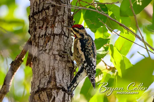 Yellow-bellied Sapsucker