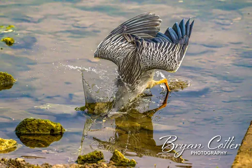 Yellow-crowned Night-Heron