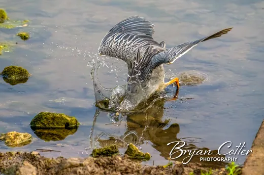 Yellow-crowned Night-Heron