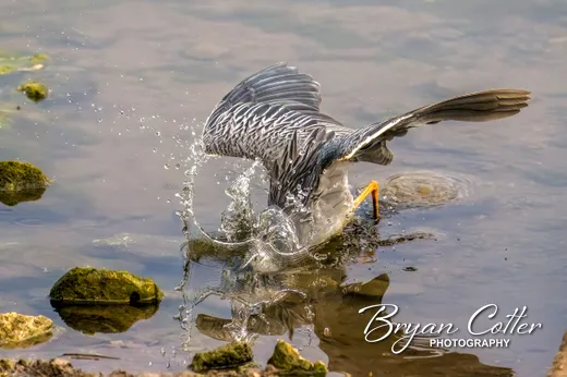 Yellow-crowned Night-Heron