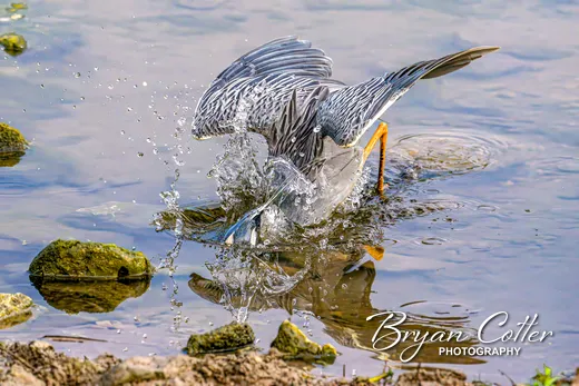 Yellow-crowned Night-Heron