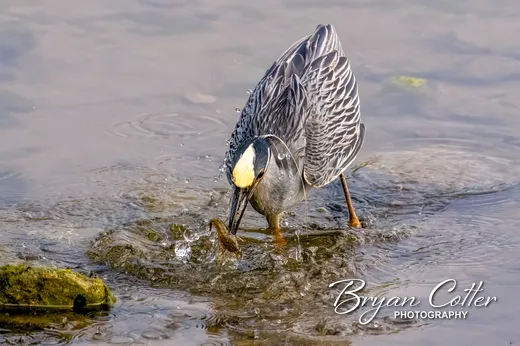 Yellow-crowned Night-Heron