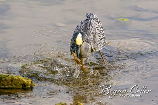 Yellow-crowned Night-Heron