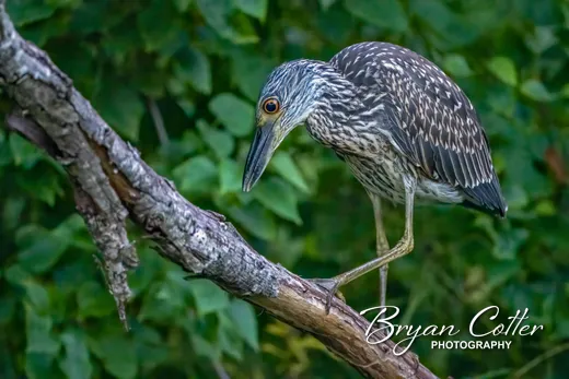 Yellow-crowned Night-heron