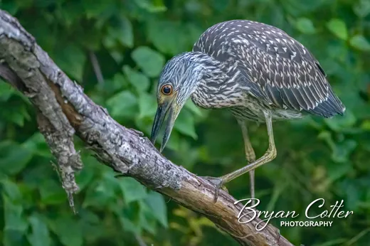 Yellow-crowned Night-heron