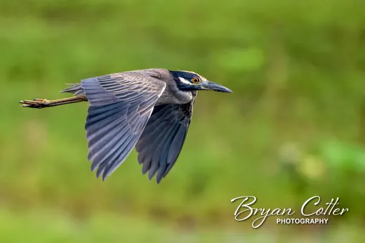 Yellow-crowned Night-heron photographed in the Houston Area region of Texas by Bryan Cotter