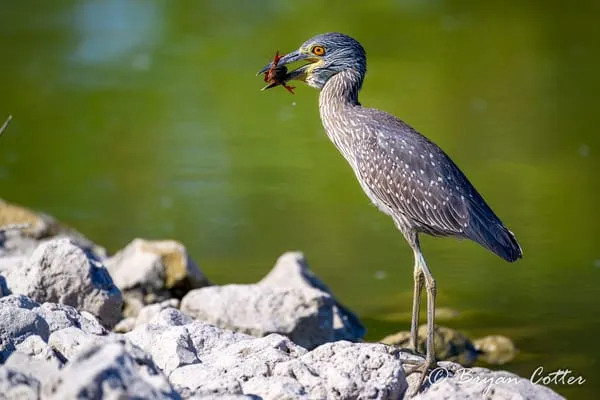 Yellow-crowned Night-heron