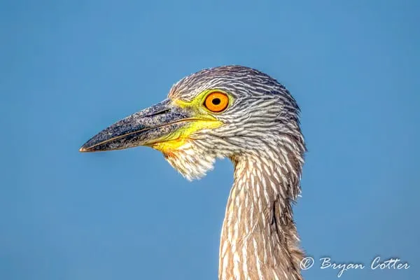 Yellow-crowned Night-heron