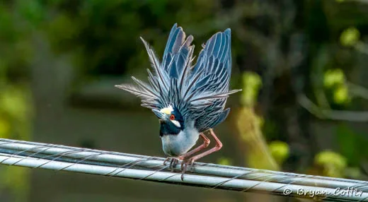 Yellow-crowned Night-heron