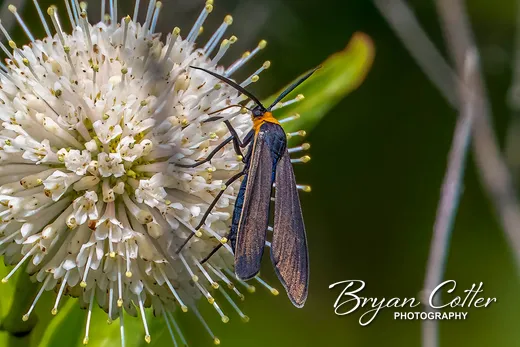 Yellow-collared Scape Moth