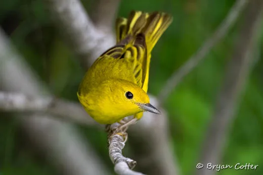 Yellow Warbler