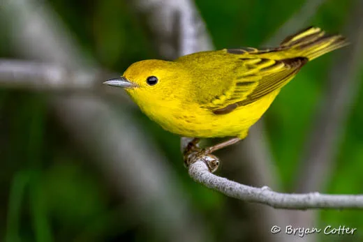 Yellow Warbler