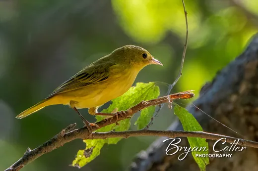 Northern Yellow Warbler