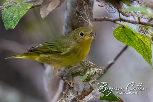 Northern Yellow Warbler