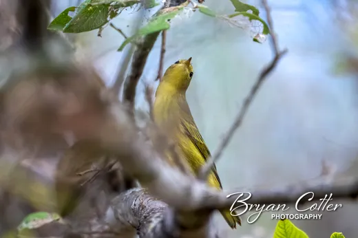 Northern Yellow Warbler