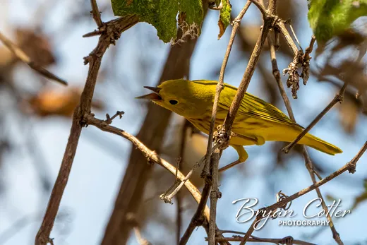 Northern Yellow Warbler